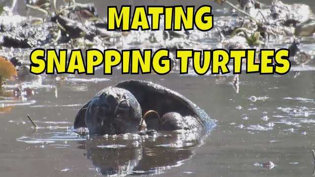 Snapping turtle mating