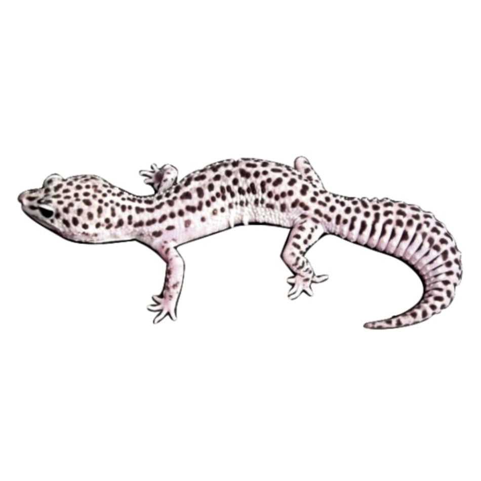 Best Enclosures for Snow Leopard Geckos