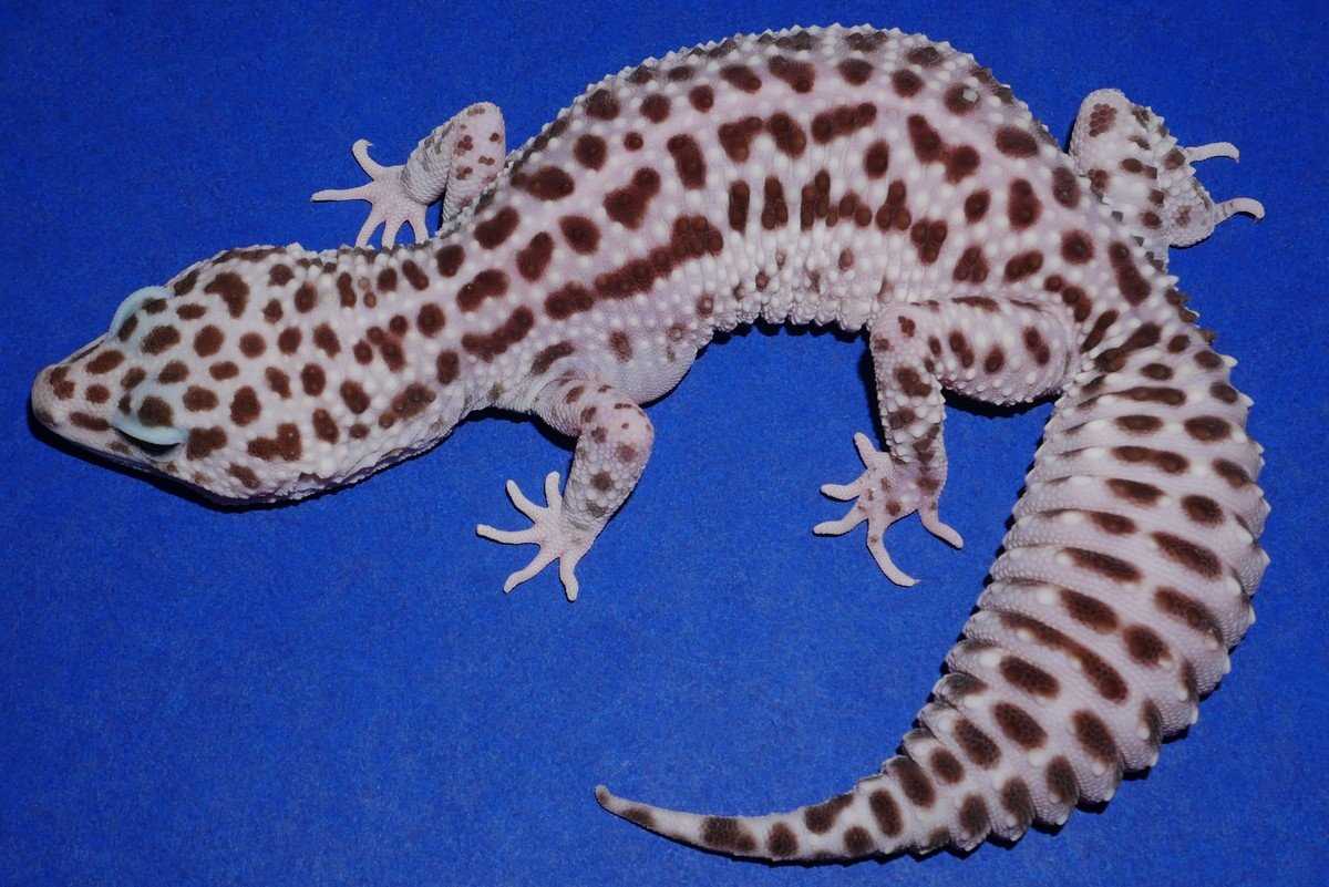 Introducing the Geckos