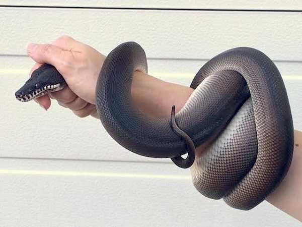 Natural Habitat of Southern White Lipped Python
