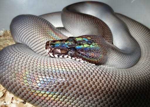 Physical Characteristics of the Southern White Lipped Python