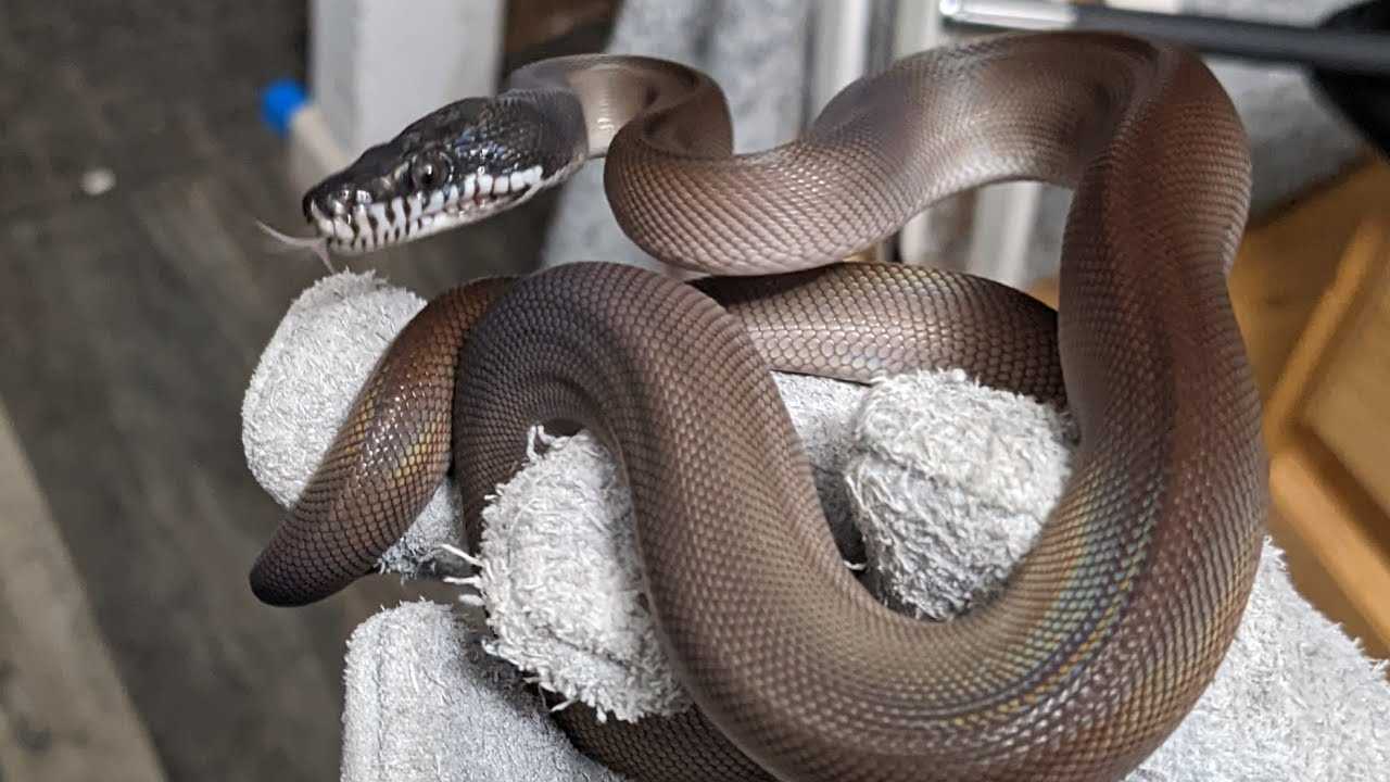 Southern White Lipped Python as a Pet