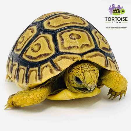 Affordable Prices for Quality Speckled Tortoises