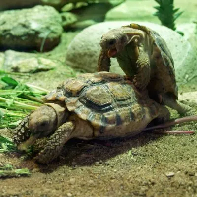 Important Considerations: Is a Speckled Tortoise the Right Pet for You?