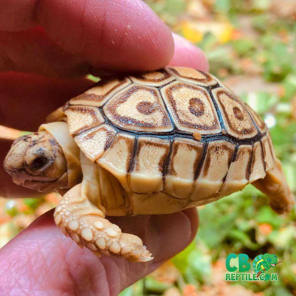 Speckled tortoise for sale