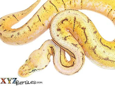 Housing and Care Requirements for Spinner Ball Pythons