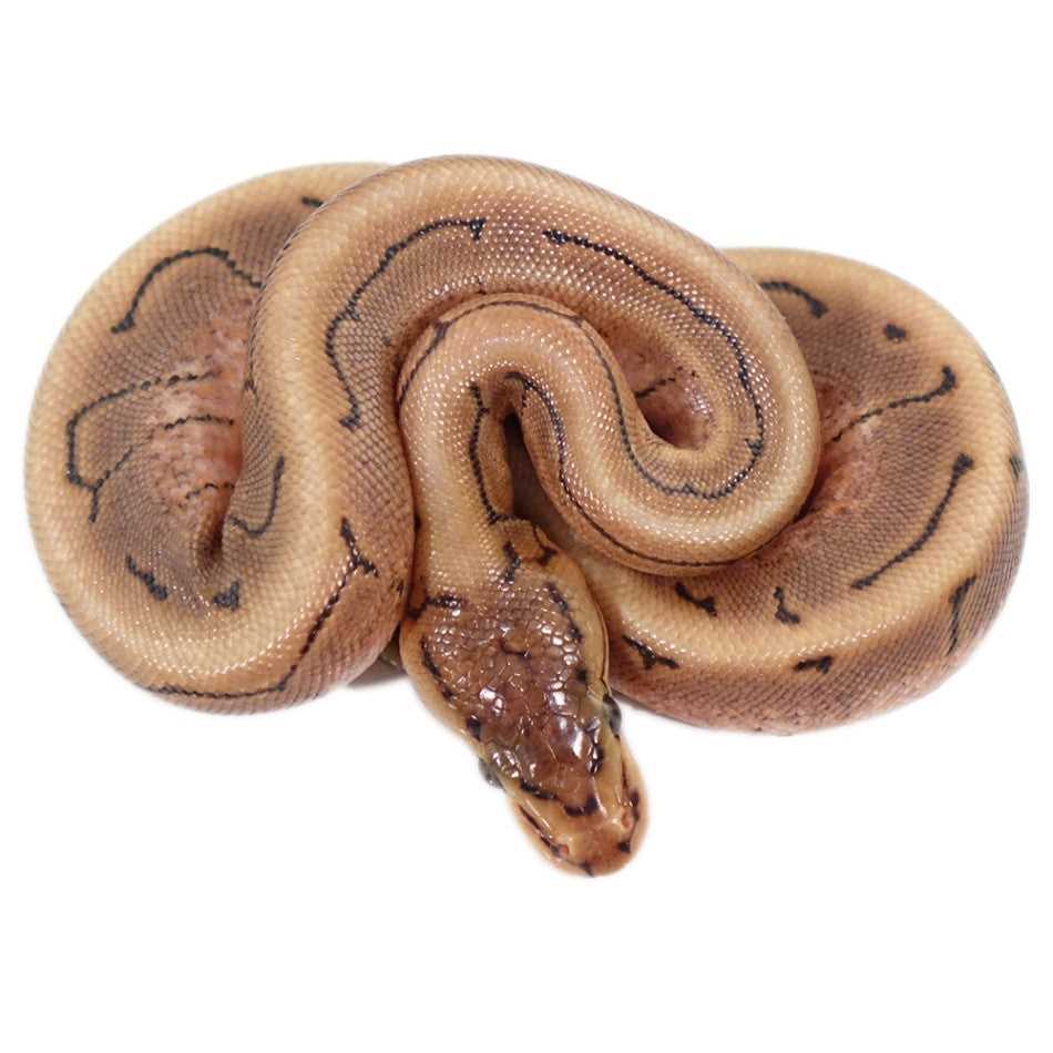 Health and Diseases of Spinner Ball Pythons