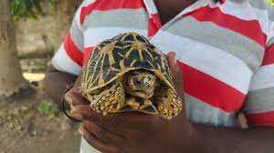 Star Tortoise in Captivity and the Pet Trade