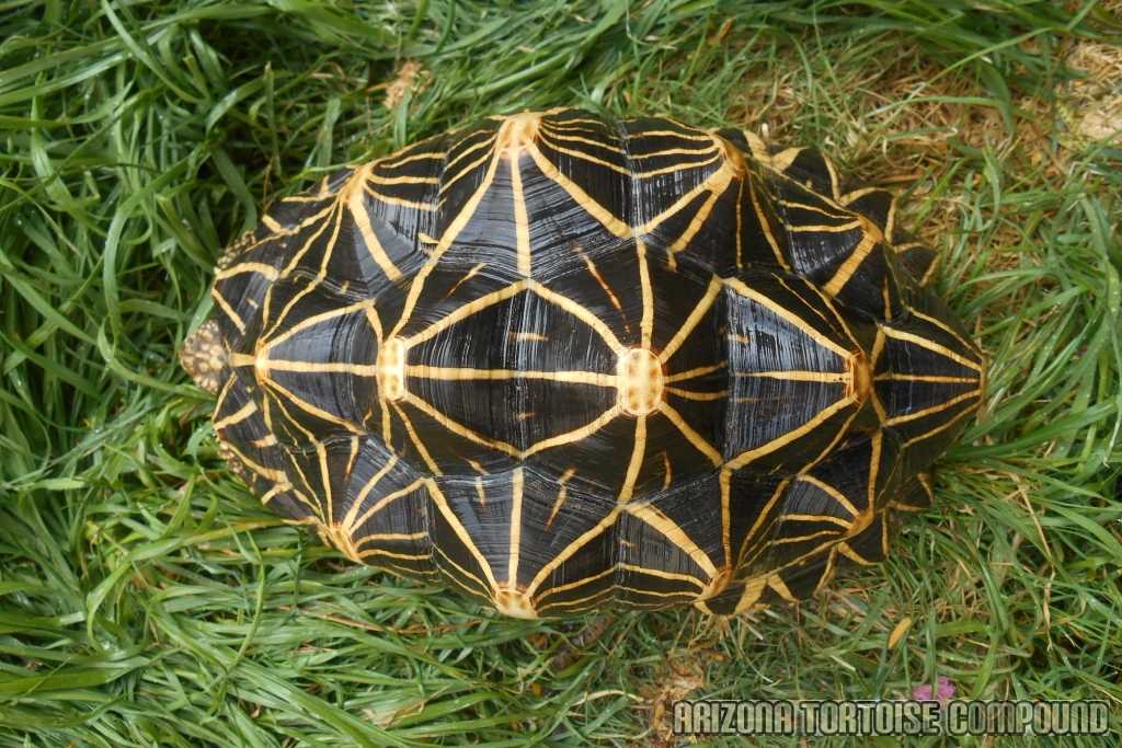 Sri Lankan Star Tortoise Reproduction and Life Cycle