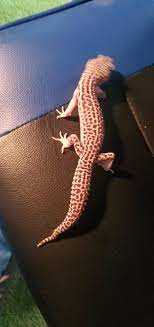 Care and Maintenance of Stick Tail Leopard Gecko