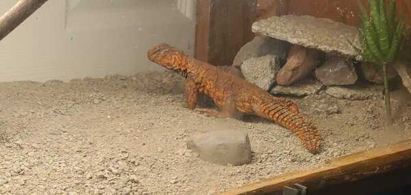 Why Substrate is Important for Uromastyx