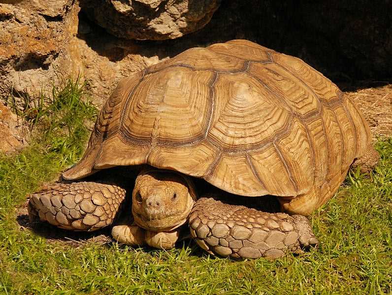Sulcata tortoise bedding