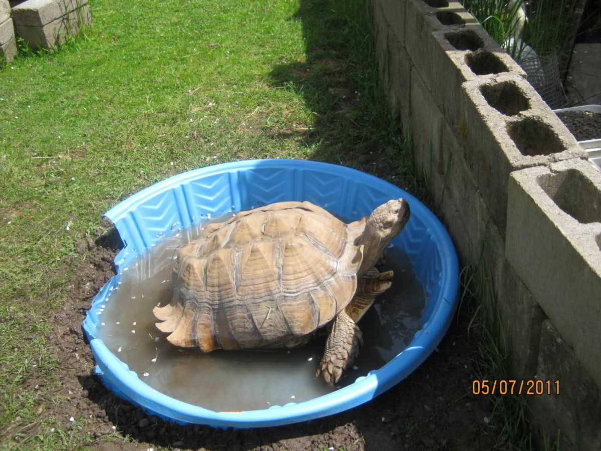 Feeding Your Sulcata Tortoise: The Right Diet