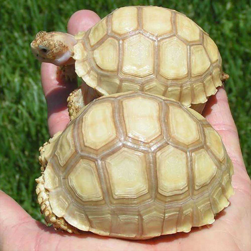 Sulcata tortoise size by age
