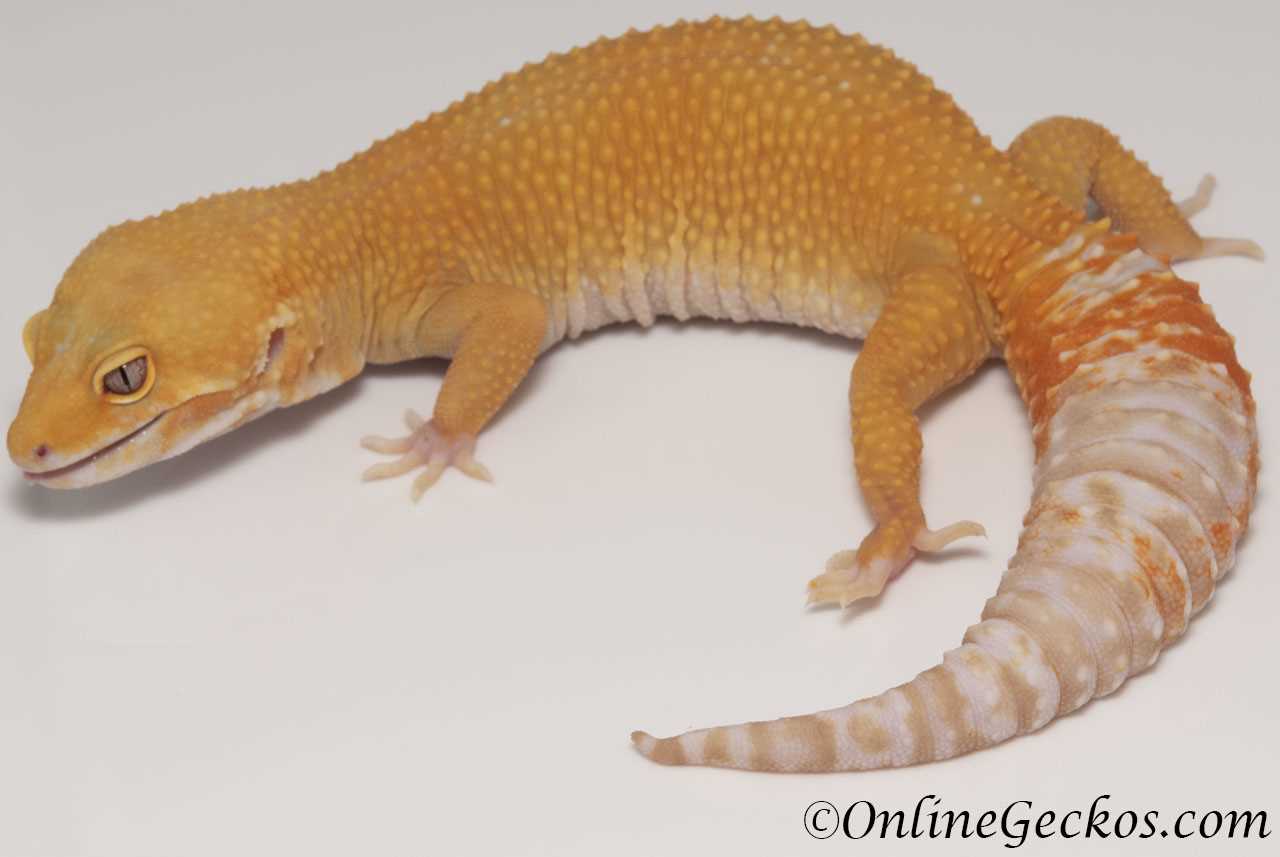 Other Popular Leopard Gecko Morphs