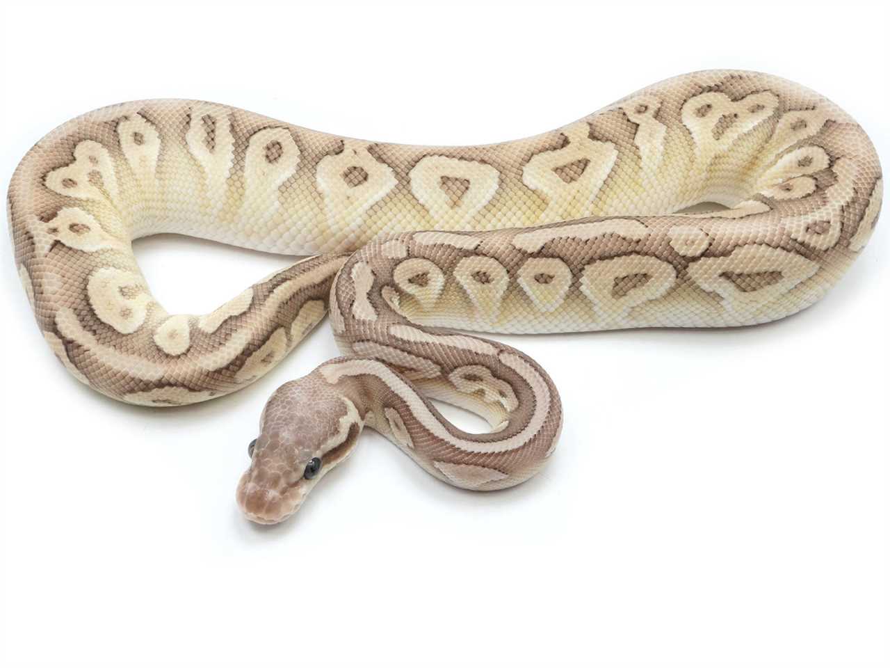 7. Are there any potential health issues that super fire ball pythons may face?