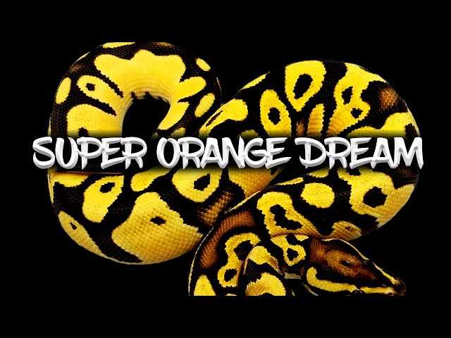 Popular Varieties and Morphs of Super Orange Dream Ball Pythons