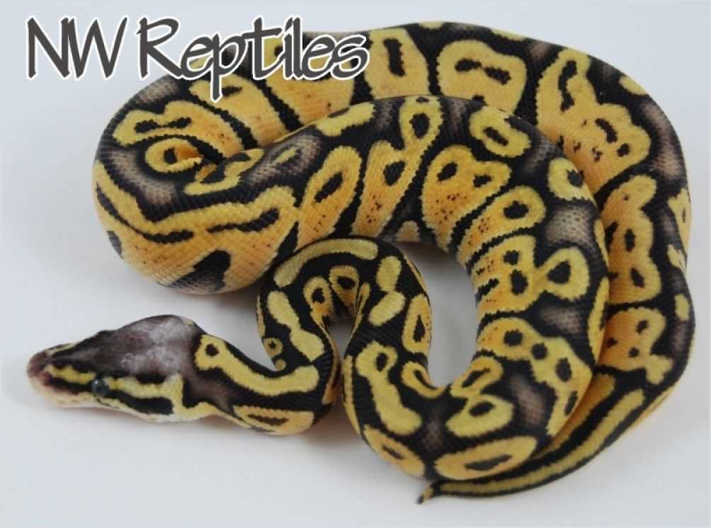 Super pastel ball python