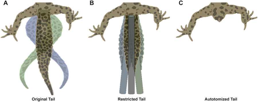 The Impact of Habitat on Gecko Behavior