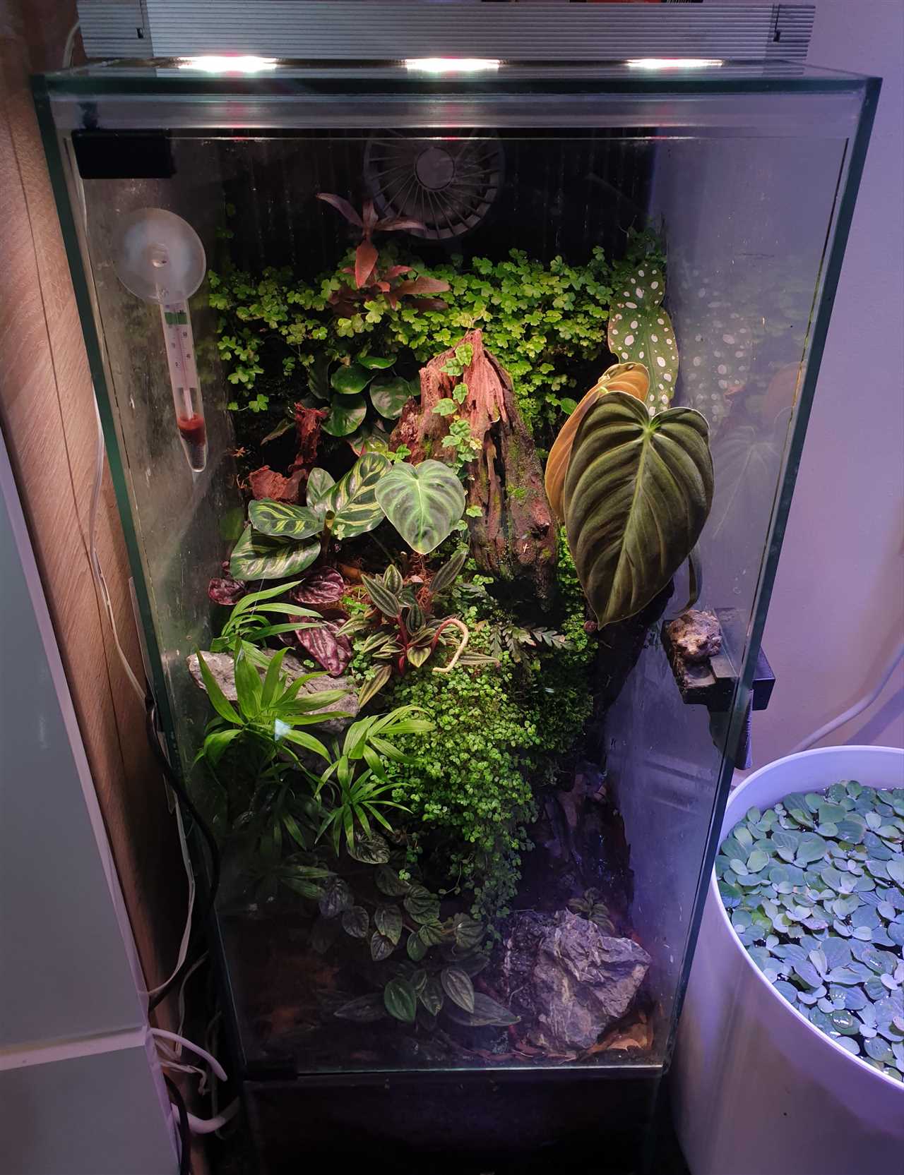 Terrarium For Tree Frogs Creating The Perfect Habitat For Your Pet 