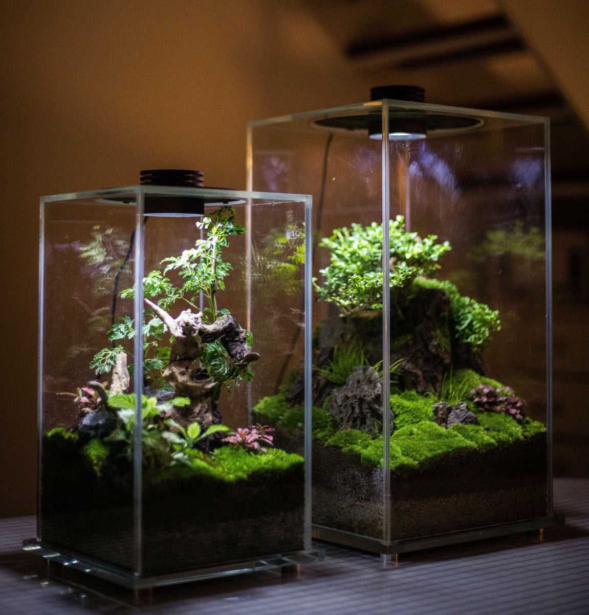 Tips for Properly Installing and Maintaining Terrarium Lighting