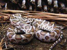 Characteristics of the Texas Glossy Snake