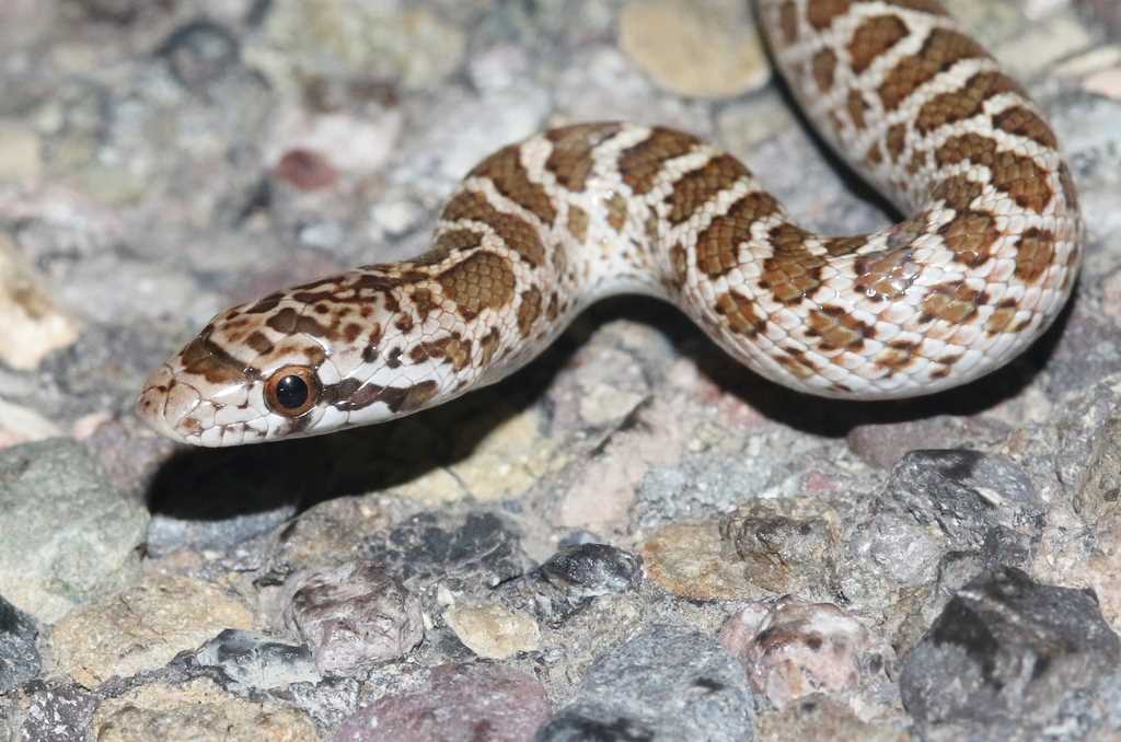 Behavior of the Texas Glossy Snake