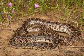 Texas glossy snake