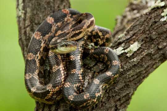 Reproduction and Life Cycle of Texas Rat Snakes