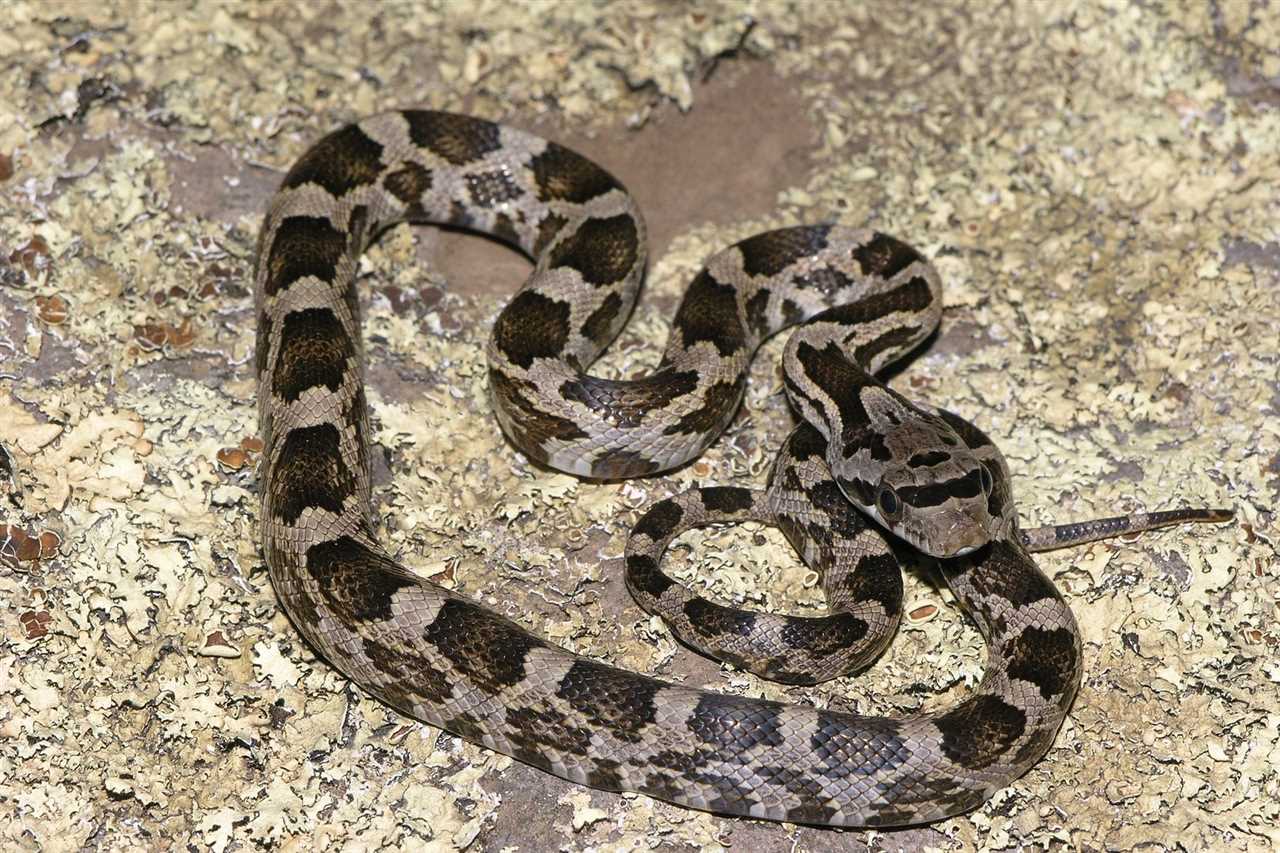 About Texas Rat Snakes