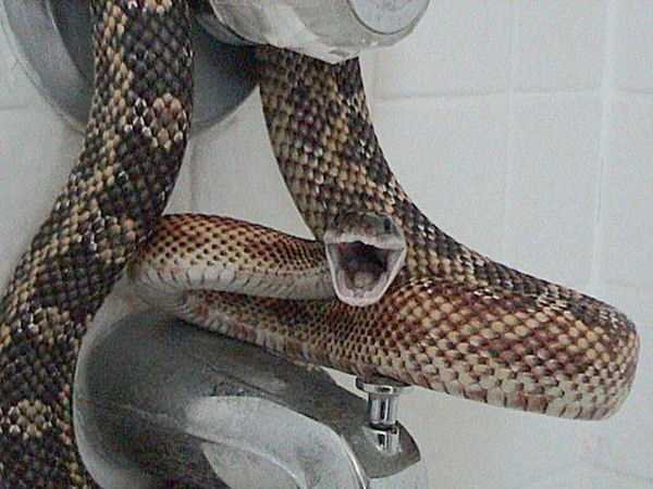 Texas rat snake pictures