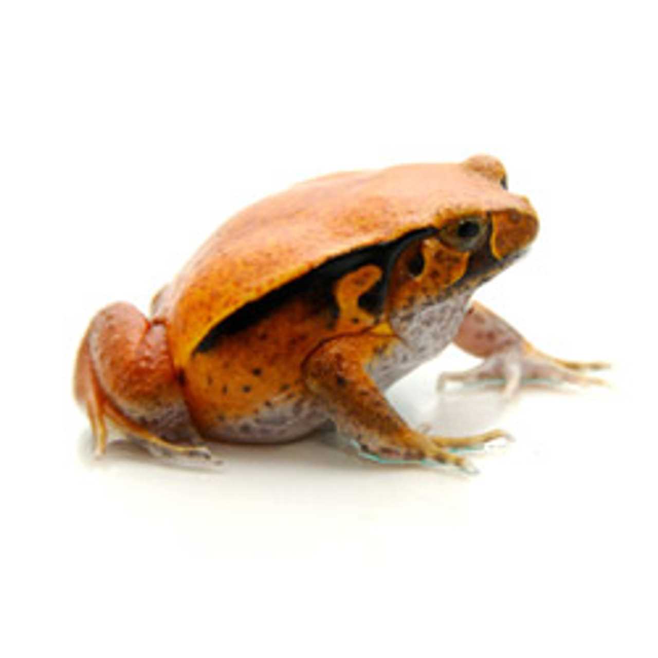 The best price to buy Tomato Frog