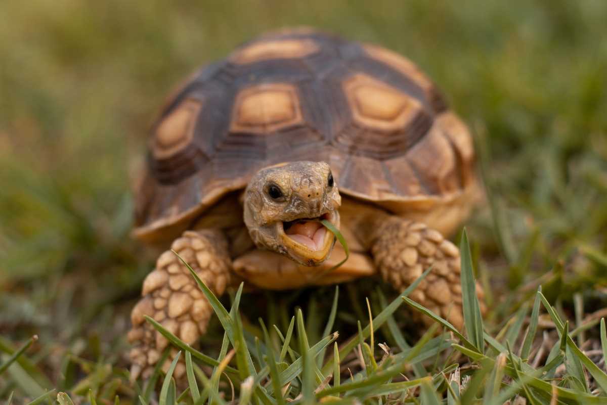 1. Spend time with your tortoise regularly
