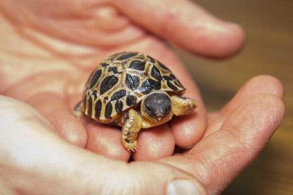 Tortoise Diet: Feeding Your Pet Properly