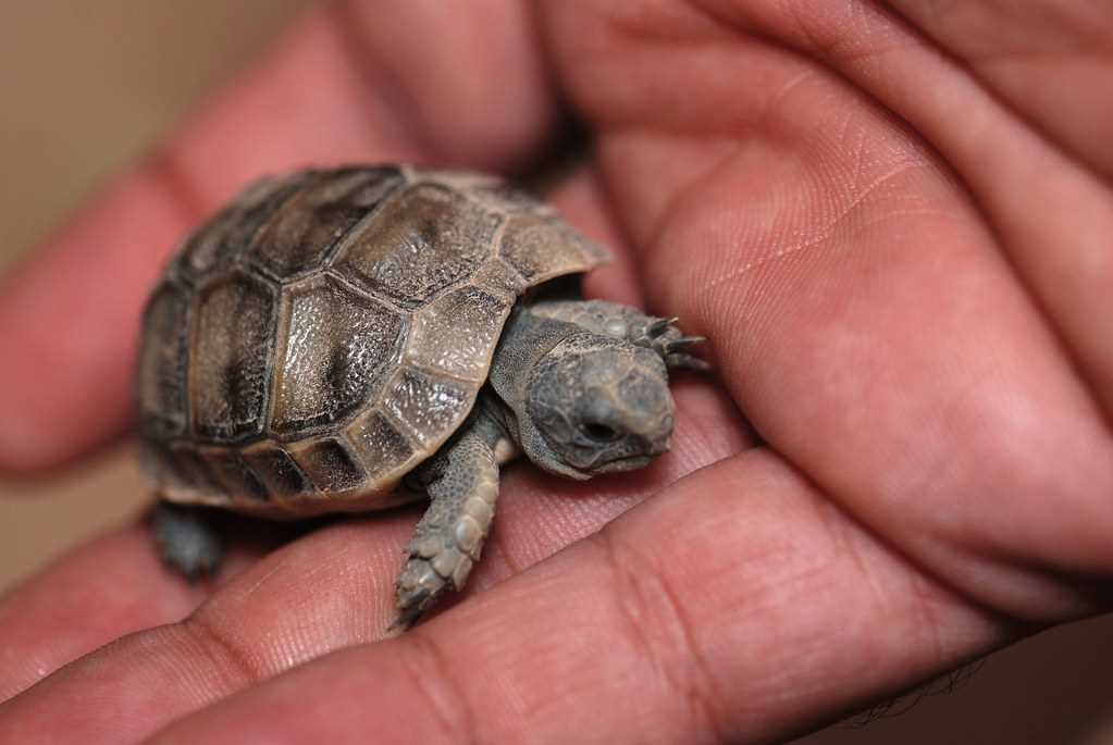 Tortoise little