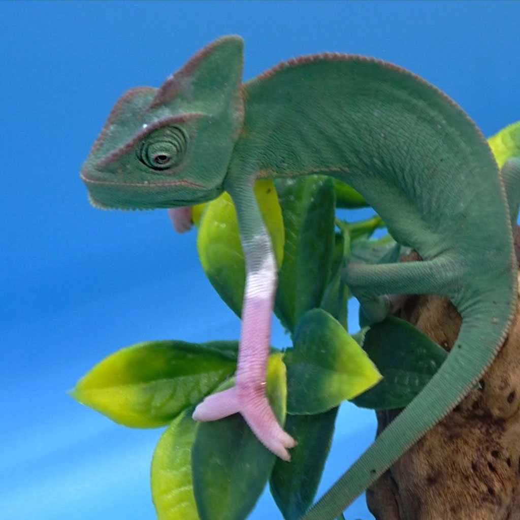Translucent veiled chameleon