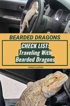Traveling with a bearded dragon