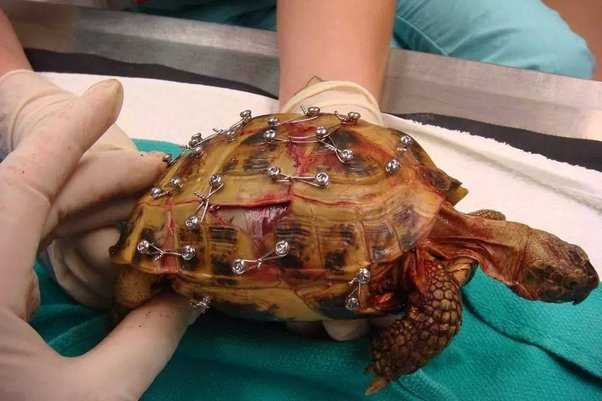 Turtle shell removal