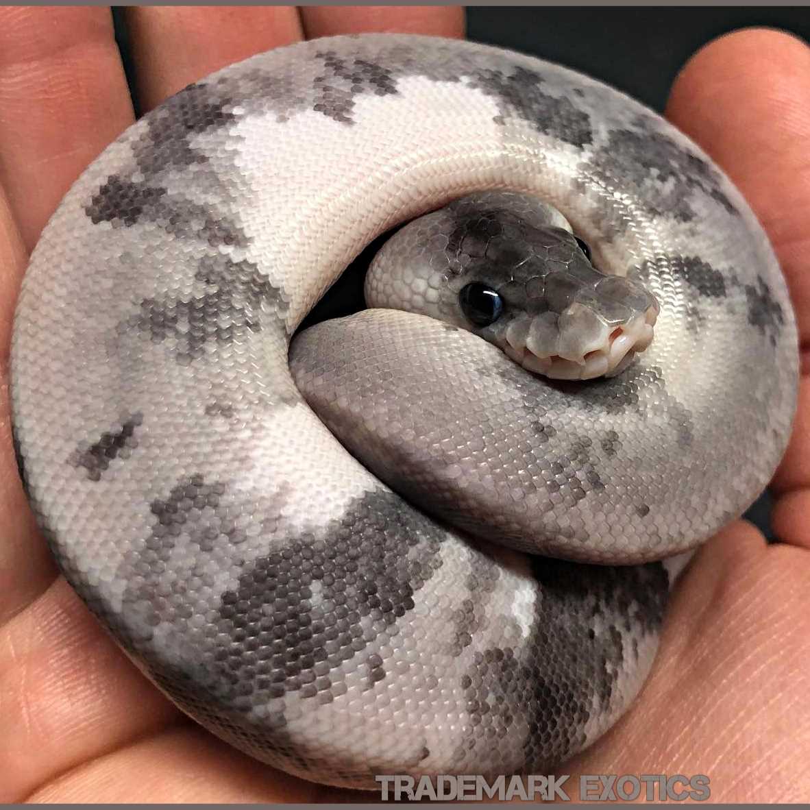 Urban camo ball python