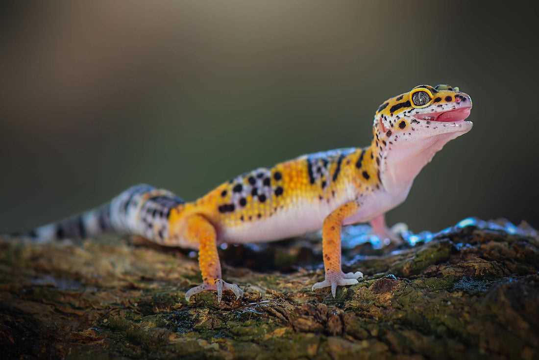 UVB Light and Calcium Absorption for Leopard Geckos