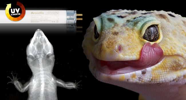 The Role of UVB Light in Reproductive Success for Leopard Geckos