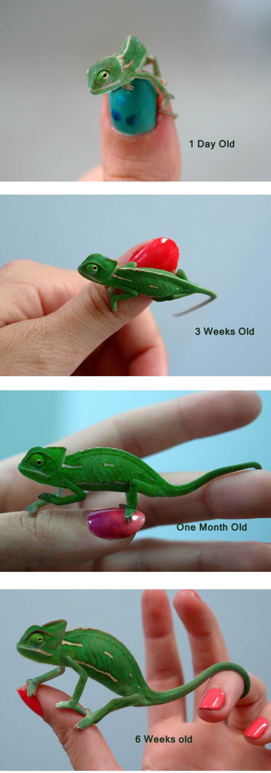 Veiled Chameleon Size and Cage Requirements