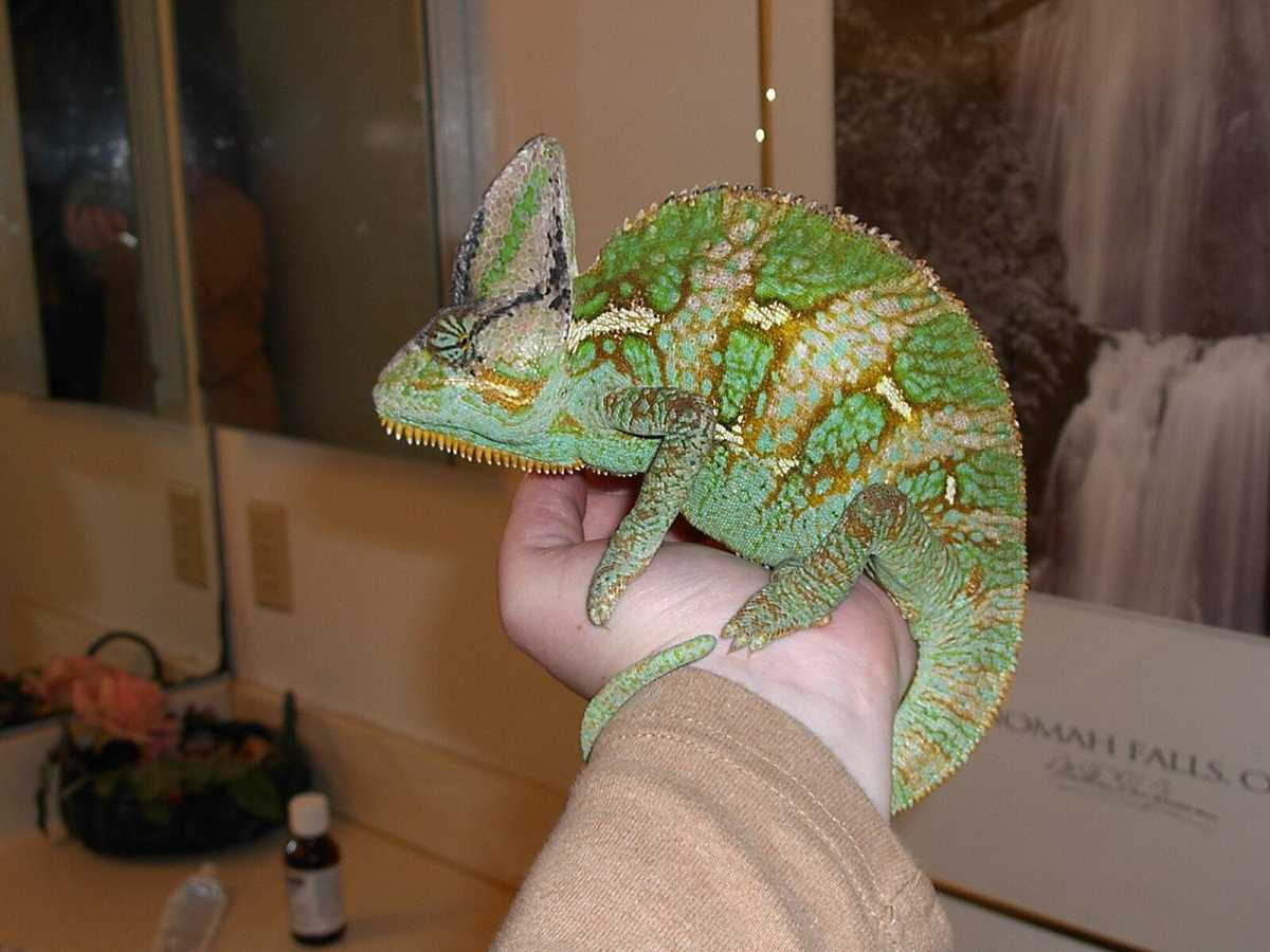 Growth Comparison to Other Chameleons