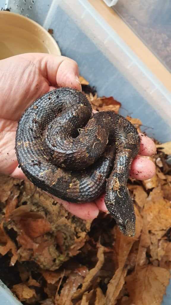 Behavior of Viper Boa