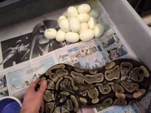 Tips for creating a suitable habitat for the Volta ball python