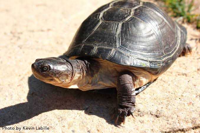 West african mud turtle