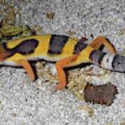 Where to Find Western Banded Gecko for Sale