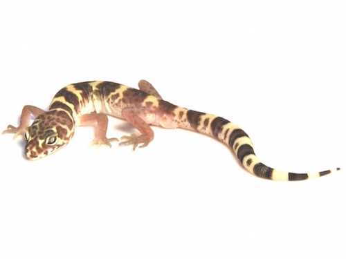 Western banded gecko for sale