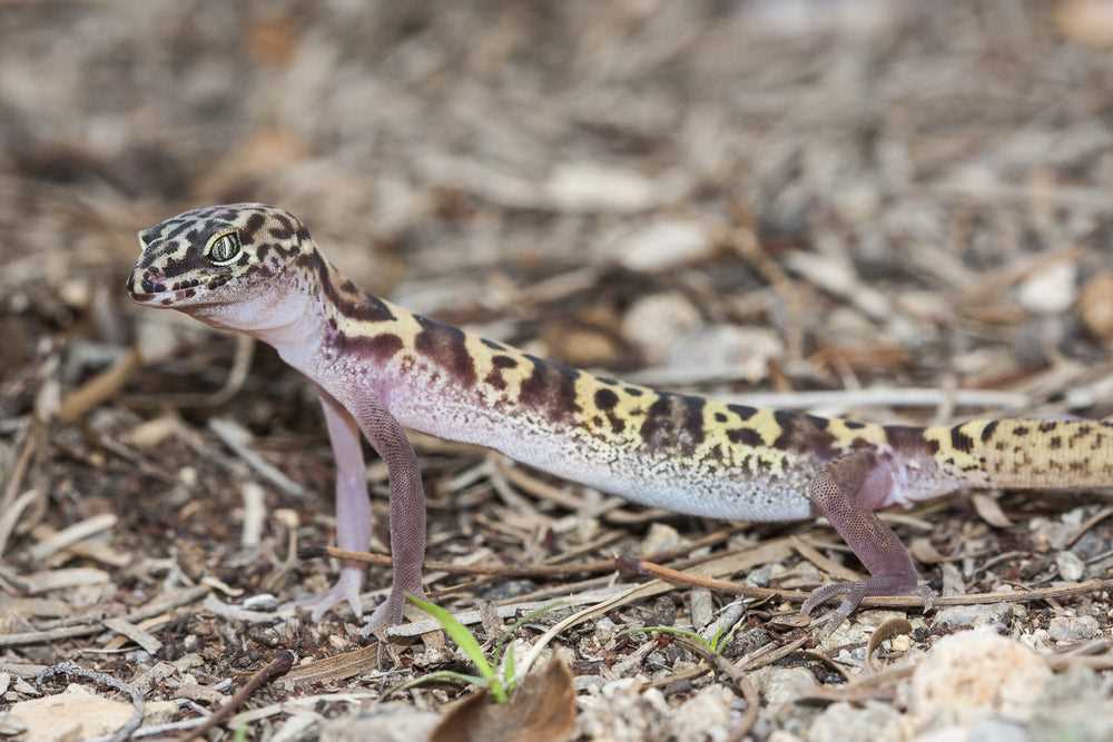 Reproduction and Life Cycle of the Western Banded Gecko