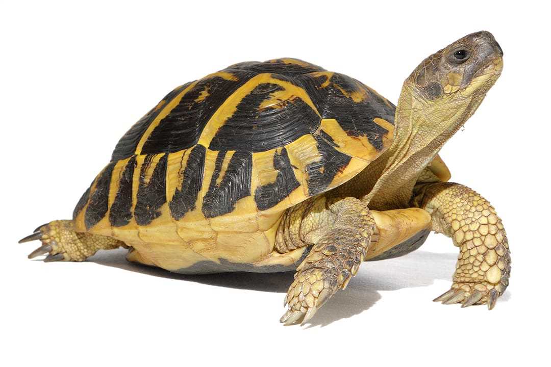Western hermann's tortoise